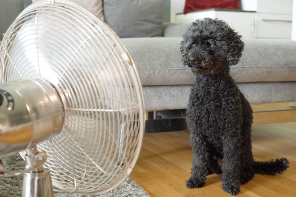 A poodle cooling off in front of a fan in the heat of summer.