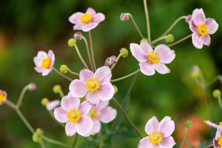 How and When to Plant Anemone Bulbs Like a Pro