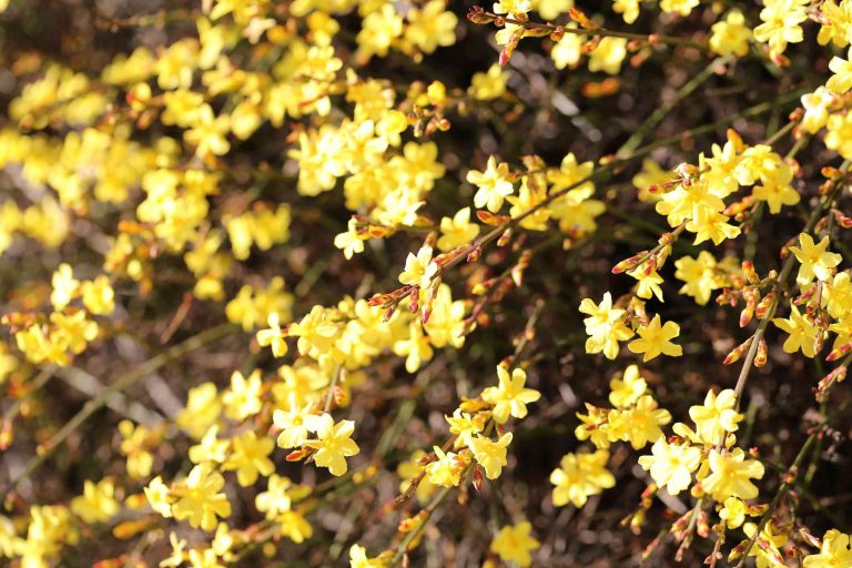 How to Grow and Care for Winter Jasmine