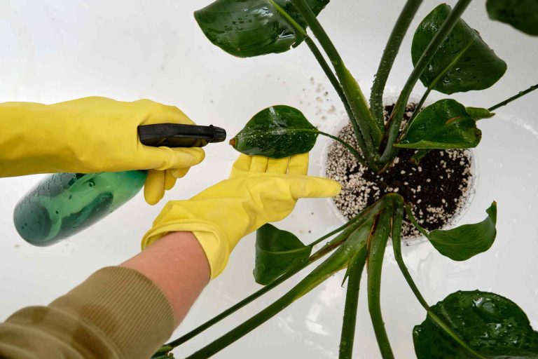 Will Soapy Water Hurt Your Plants? Gardeners Say It Depends