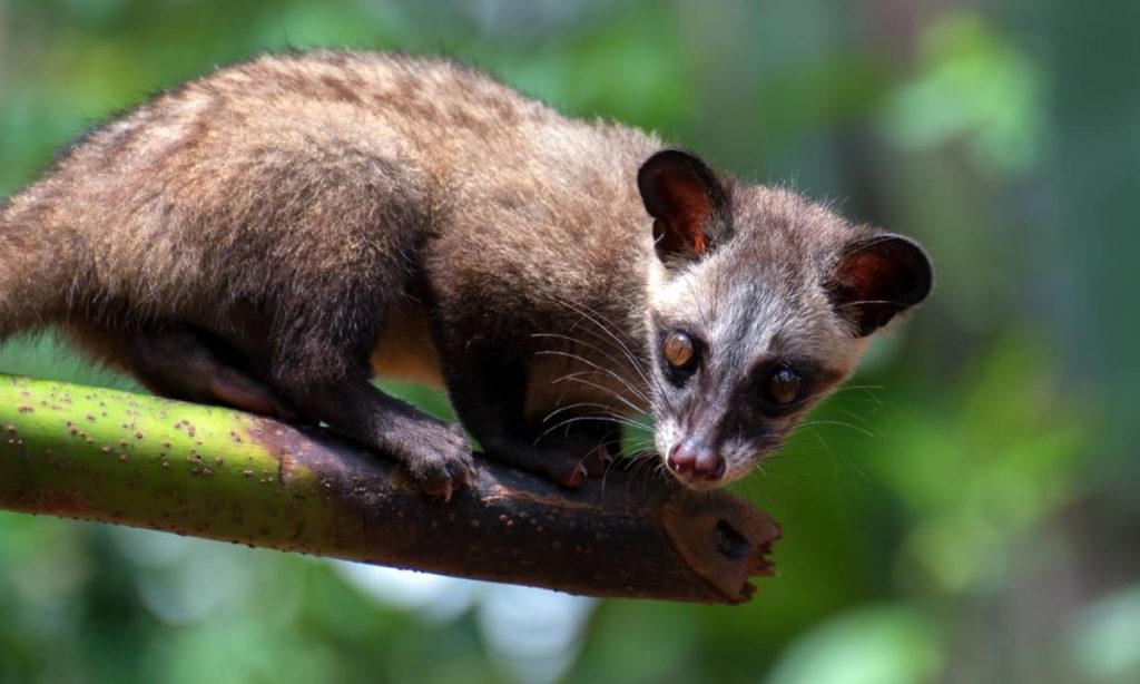 Musang Masuk Rumah Pertanda Apa? Ini Artinya Menurut Primbon Jawa!