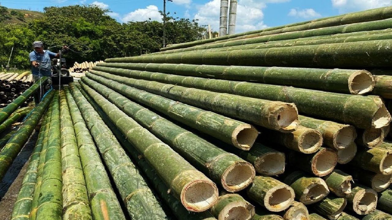 daftar harga bambu per batang terbaru