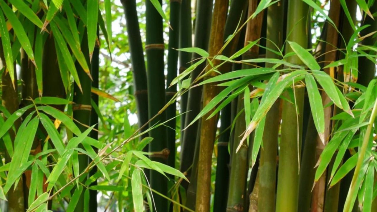 harga bambu per batang terbaru