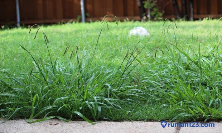 Cara Membasmi Rumput Liar dengan Garam dan Sabun Cuci Piring