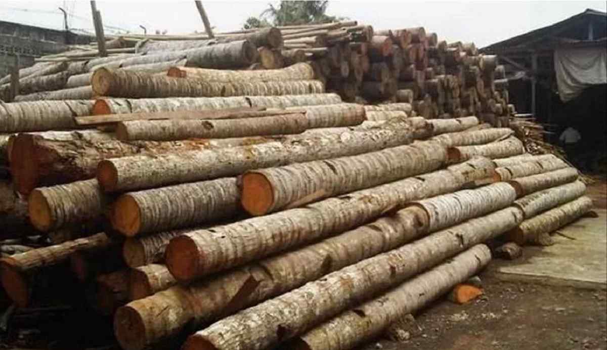 harga kayu kelapa