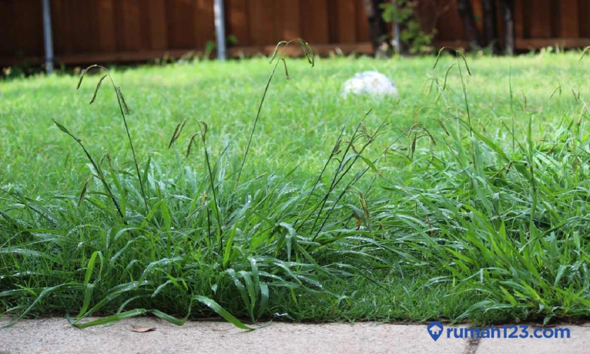 cara membasmi rumput liar dengan garam