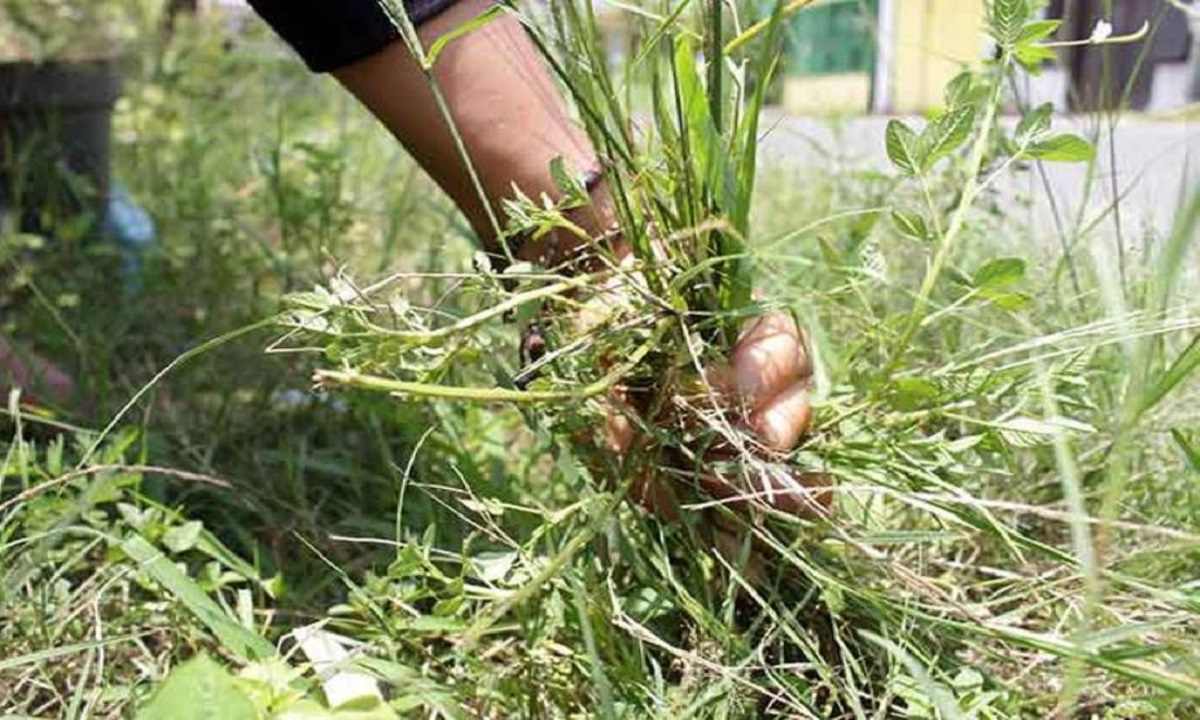 rumput liar di halaman